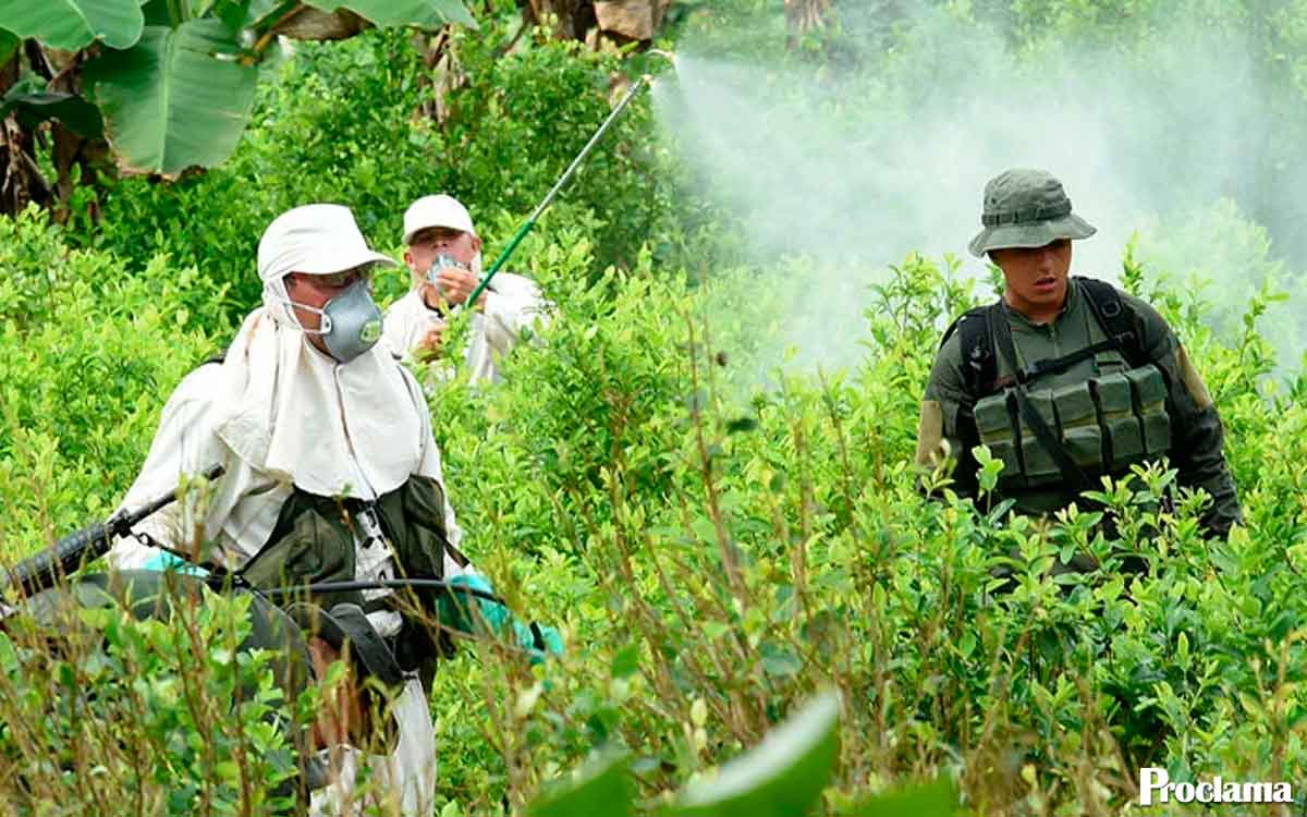 Estos son los 17 municipios del Cauca donde iniciará fumigación