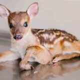 Cría de venado rescatada en Sotará 