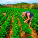 El campo marcó récord laboral en 2025