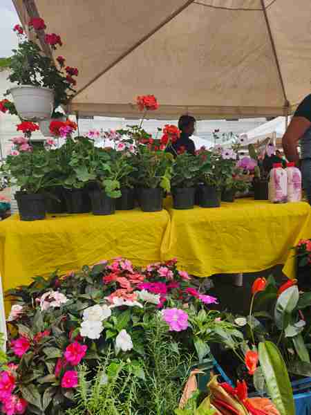 Sembrar, cosechar y resistir: la apuesta campesina que sigue resistiendo en Popayán Sembrar, cosechar y resistir: la apuesta campesina que sigue resistiendo en Popayán