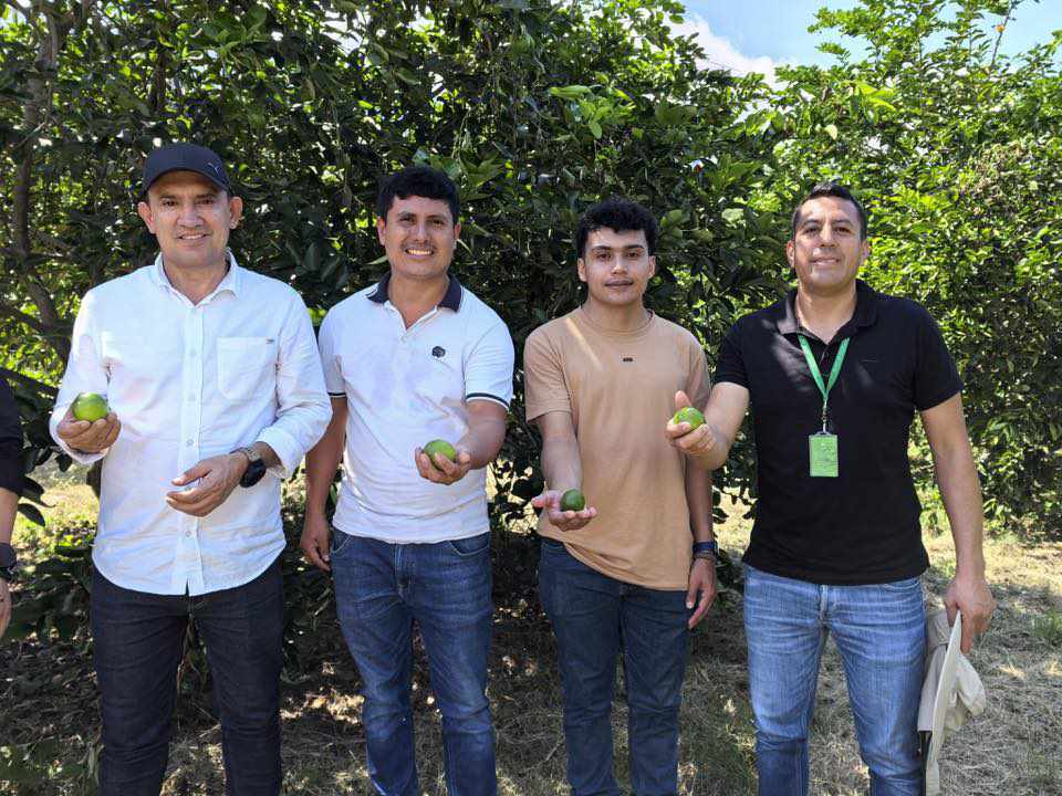 Secretaria-de-Agricultura-Limon-Tahiti-del-Cauca-un-paso-hacia-el-mundo2.jpg