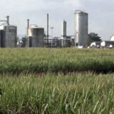Suroccidente colombiano atrapado en la crisis del Etanol