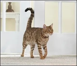 Un bello y profundo poema gatuno, más un breve y vangoghiano glosario