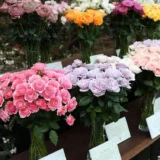 Colombia reafirma su liderazgo en exportación de flores para San Valentín 2026