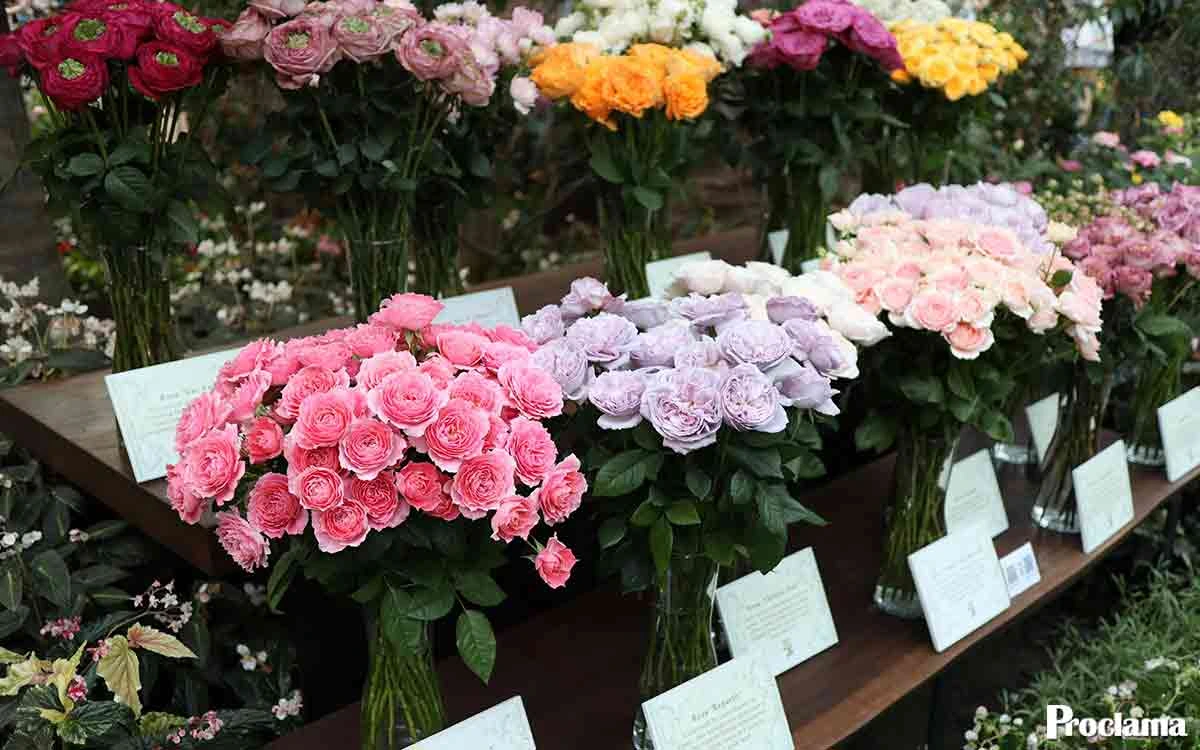 flores-San-Valentin flores-San-Valentin