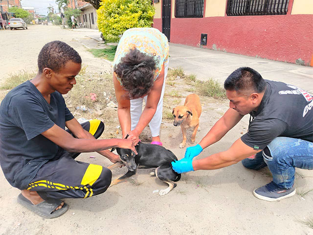 Más de 1.400 mascotas protegidas en jornada antirrábica en Puerto Tejada Más de 1.400 mascotas protegidas en jornada antirrábica en Puerto Tejada