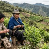 Fotografía documental de dos agricultores indígenas en los Andes colombianos manejando hojas verdes frescas. Escena fotorrealista en una plantación de ladera con montañas al fondo y una bandera colombiana visible.