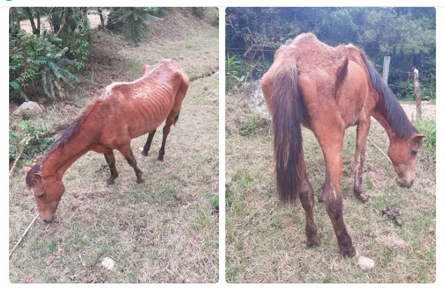 Rescatan-equino-en-estado-critico-en-via-rural-de-Silvia.jpg