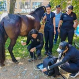 Equinos reciben atención integral en Quilichao