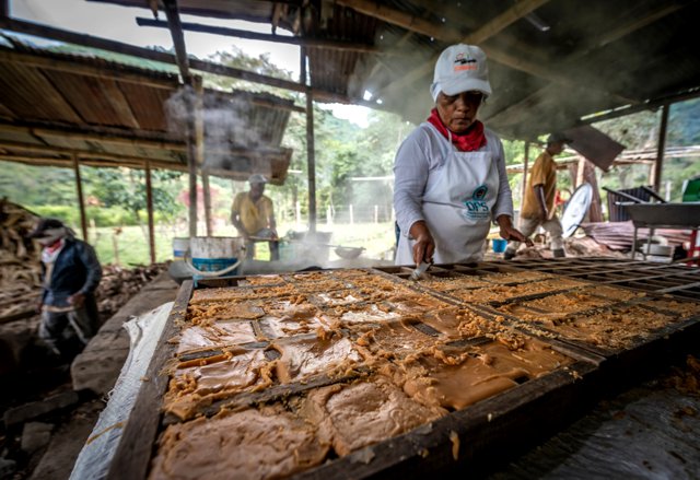 “Juntanza” campesina para producir panela orgánica en Miranda