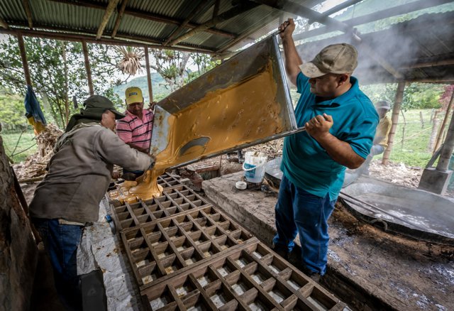 “Juntanza” campesina para producir panela orgánica en Miranda