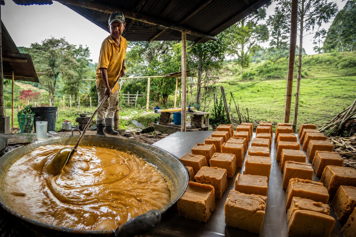 Juntanza-campesina-para-producir-panela-organica-en-Miranda3.jpg