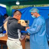 Nariño llevará esterilizaciones gratuitas a seis zonas