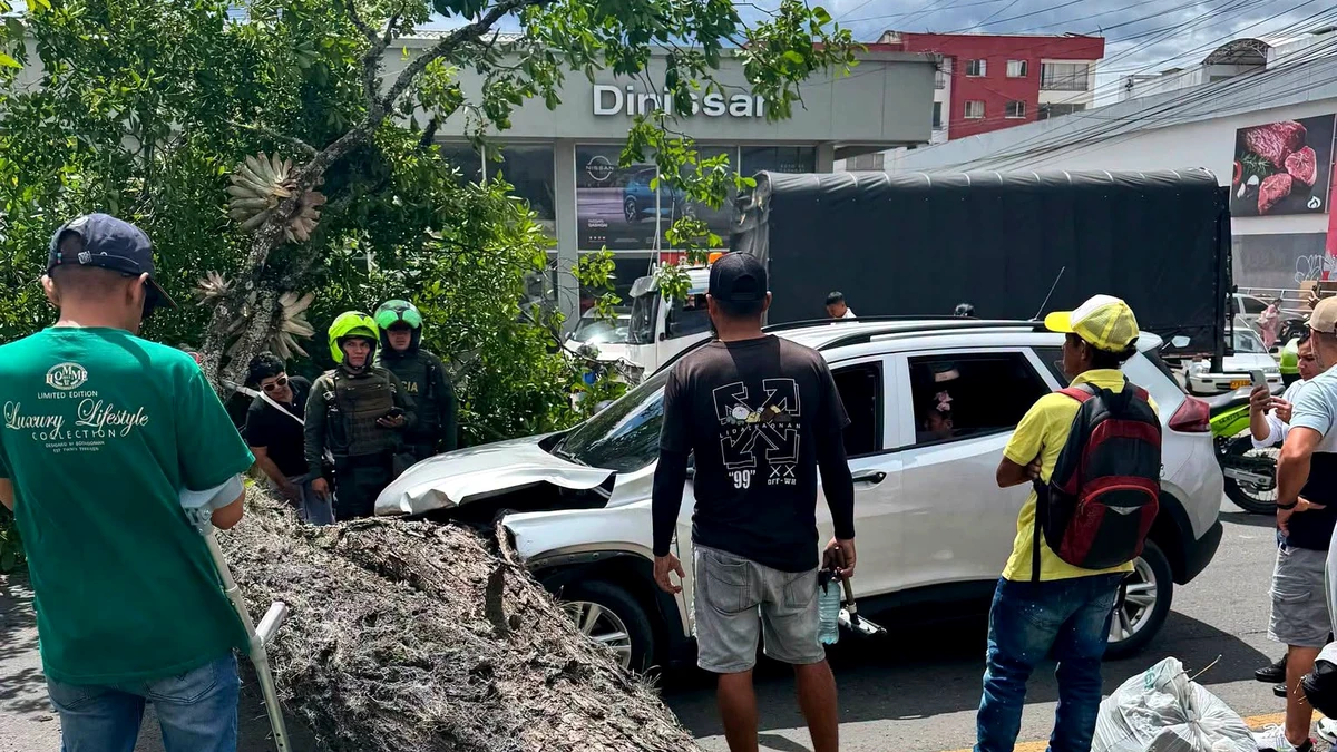 Firmas-falsas-frenan-poda-de-arboles-en-Popayan-Portada.webp