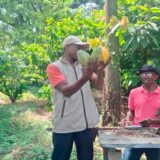 Productores de Suárez reciben formación en cultivo de cacao