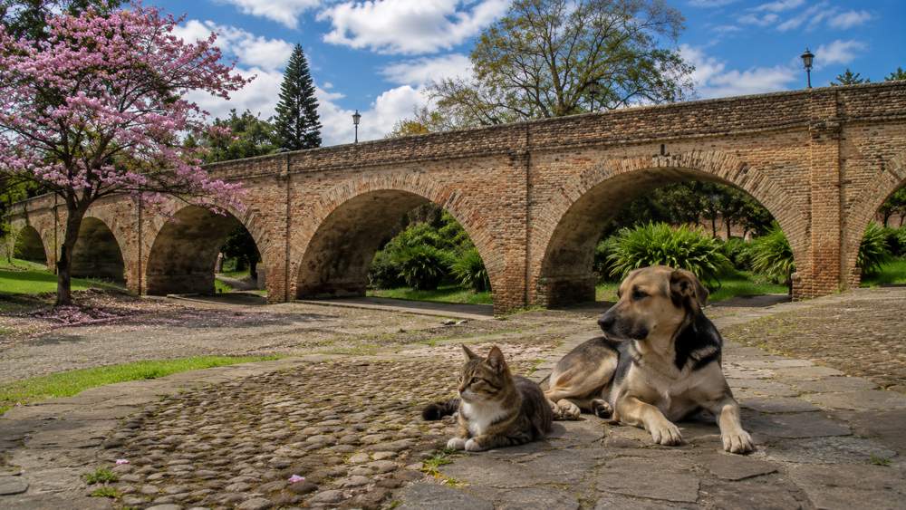 Popayan-se-raja-con-los-animales.jpg