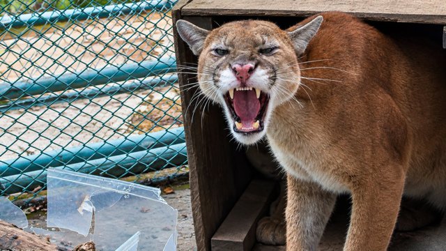 Miranda, tierra de Pumas