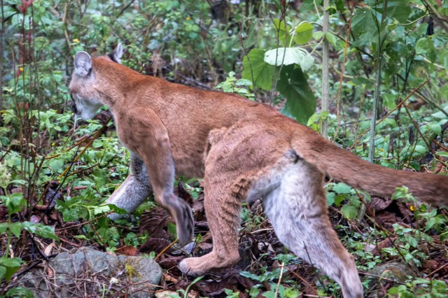 Miranda, tierra de Pumas