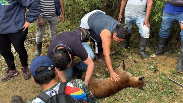 Miranda, tierra de Pumas