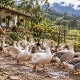 Hombre arriando patos y gansos en una finca rural colombiana